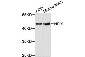 Western blot analysis of extracts of various cell lines, using NFIX antibody (ABIN5996509) at 1:3000 dilution. (NFIX antibody)