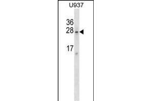 SRA1 Antibody (C-term) (ABIN1536821 and ABIN2849023) western blot analysis in  cell line lysates (35 μg/lane). (SRA1 antibody  (C-Term))