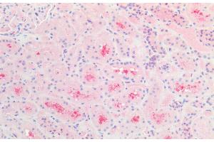 ABIN184784 (5 μg/mL) staining of paraffin embedded Human Kidney.