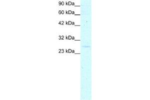 WB Suggested Anti-YEATS4 Antibody Titration:  0. (GAS41 antibody  (Middle Region))