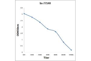 Antigen: 0. (NUF2 antibody  (AA 201-300))