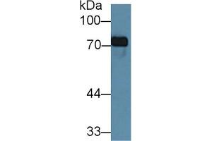 Detection of TF in Porcine Kidney lysate using Monoclonal Antibody to Transferrin (TF) (Transferrin antibody  (AA 318-453))