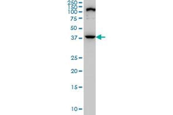 ELAC1 antibody  (AA 282-362)