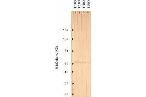 Western Blotting (WB) image for anti-Glycoprotein I (US7) antibody (ABIN265608) (Glycoprotein I antibody)