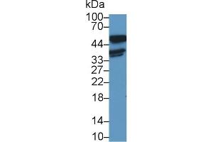 Detection of LDHB in Human A431 cell lysate using Polyclonal Antibody to Lactate Dehydrogenase B (LDHB) (LDHB antibody  (AA 1-334))