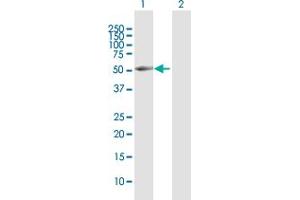 Western Blot analysis of BRUNOL4 expression in transfected 293T cell line by BRUNOL4 MaxPab polyclonal antibody. (CELF4 antibody  (AA 1-484))