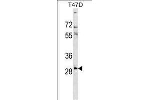 RN Antibody (Center) (ABIN1538610 and ABIN2849190) western blot analysis in T47D cell line lysates (35 μg/lane). (RNF138 antibody  (AA 76-103))