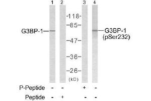 Image no. 2 for anti-GTPase Activating Protein (SH3 Domain) Binding Protein 1 (G3BP1) (Ser232) antibody (ABIN197273) (G3BP1 antibody  (Ser232))