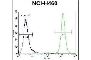 RASSF8 antibody (N-term) (ABIN655482 and ABIN2845003) flow cytometric analysis of NCI- cells (right histogram) compared to a negative control cell (left histogram). (RASSF8 antibody  (N-Term))