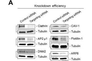 Immunoblots showing siRNA-mediated knockdown efficiencies corresponding to data of Figure 1. (Flotillin 1 antibody  (C-Term))