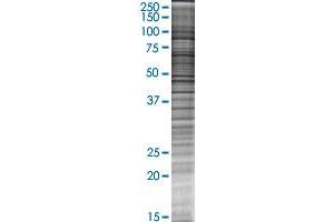 CHRM5 transfected lysate. (CHRM5 293T Cell Transient Overexpression Lysate(Denatured))