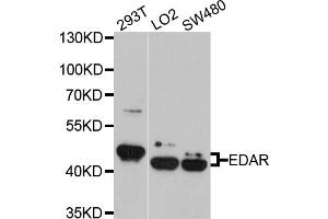 Western blot analysis of extracts of various cell lines, using EDAR antibody (ABIN5972517) at 1/1000 dilution. (EDAR antibody)