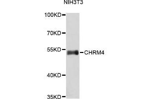 Western blot analysis of extracts of NIH/3T3 cells, using CHRM4 antibody (ABIN1871849). (CHRM4 antibody)