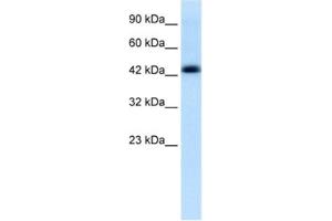 Western Blotting (WB) image for anti-Bone Marrow Proteoglycan (PRG2) antibody (ABIN2463863) (PRG2 antibody)