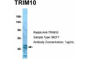 Human MCF7; Host: Rabbit. (TRIM10 antibody  (C-Term))