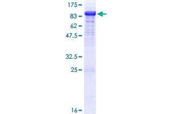 DBR1 Protein (AA 1-544) (GST tag)