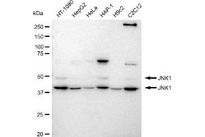 Western blotting analysis using JNK1 antibody (ABIN7799457). (Recombinant JNK antibody)