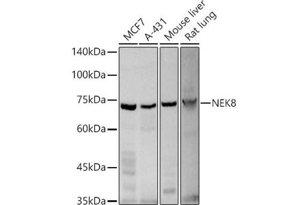NEK8 抗体  (AA 1-300)