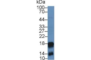 Western Blot; Sample: Mouse Spleen lysate; Primary Ab: 2µg/mL Rabbit Anti-Mouse CAMP Antibody Second Ab: 0. (Cathelicidin antibody  (AA 31-172))