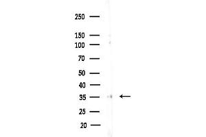 Western blot analysis of lysates from COLO205 cells(heat-shock,45 min treatment), using PRKCDBP Antibody at 1/1000 dilution.