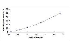Cytochrome P450, Family 1, Subfamily B, Polypeptide 1 (CYP1B1) ELISA Kit