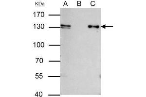 IP Image MCM2 antibody [N1N2], N-term immunoprecipitates MCM2 protein in IP experiments. (MCM2 antibody  (N-Term))