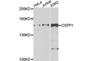 Western blot analysis of extracts of various cells, using CSPP1 antibody.