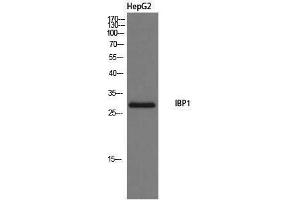 Western Blotting (WB) image for anti-Insulin-Like Growth Factor Binding Protein 1 (IGFBPI) (Internal Region) antibody (ABIN3185136) (IGFBPI antibody  (Internal Region))