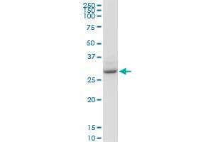 YWHAZ monoclonal antibody (M04), clone 1B3. (14-3-3 zeta antibody  (AA 51-150))