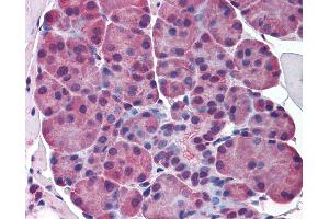 Anti-ELF5 antibody IHC of mouse salivary glands. (ELF5 antibody  (AA 101-150))