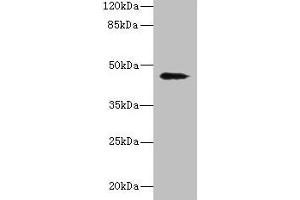 RBMS2 antibody  (AA 1-407)