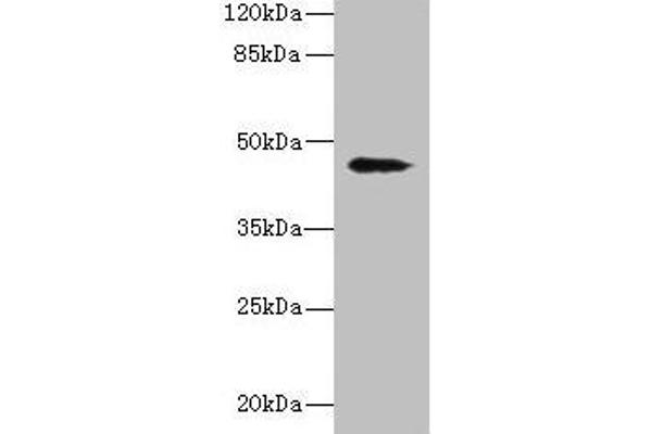 RBMS2 antibody  (AA 1-407)