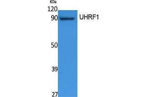 Western Blotting (WB) image for anti-Ubiquitin-Like, Containing PHD and RING Finger Domains, 1 (UHRF1) (Internal Region) antibody (ABIN3187628) (UHRF1 antibody  (Internal Region))