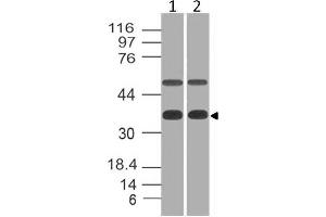 Image no. 1 for anti-Eukaryotic Translation Initiation Factor 3, Subunit G (EIF3G) (AA 121-312) antibody (ABIN5027179) (EIF3G antibody  (AA 121-312))