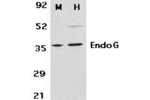 Western blot analysis of EndoG in mouse (M) 3T3 and human (H) HepG2 cell lysates with AP30316PU-N EndoG antibody at 2 μg/ml. (Endonuclease G antibody)