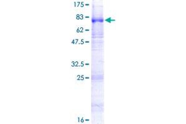 SLC22A8 Protein (AA 1-542) (GST tag)