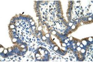 Immunohistochemical staining (Formalin-fixed paraffin-embedded sections) of human intestine with CPNE1 polyclonal antibody  at 4-8 ug/mL working concentration. (CPNE1 antibody  (N-Term))