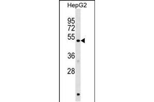 Western blot analysis in HepG2 cell line lysates (35ug/lane). (HERPUD1 antibody  (N-Term))