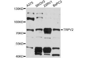 Western blot analysis of extracts of various cell lines, using TRPV2 antibody (ABIN5999110) at 1:3000 dilution. (TRPV2 antibody)