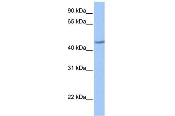 ZNF485 antibody  (C-Term)