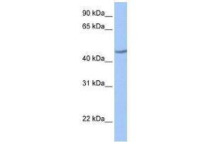 ZNF485 antibody used at 0. (ZNF485 antibody  (C-Term))