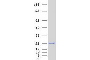 Validation with Western Blot (SIGMAR1 Protein (Transcript Variant 1) (Myc-DYKDDDDK Tag))