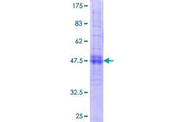 CACNG7 Protein (AA 1-275) (GST tag)