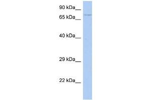 WB Suggested Anti-HEXDC Antibody Titration: 0. (HEXDC antibody  (Middle Region))