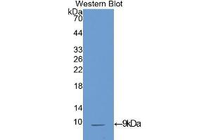 Western Blotting (WB) image for anti-Insulin-Like Growth Factor 1 (IGF1) (AA 33-102) antibody (ABIN3209577) (IGF1 antibody  (AA 33-102))