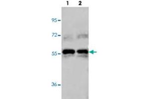 Western blot analysis of unstimulated (Lane 1) and PDGF stimulated (Lane 2) NIH/3T3 cell lysates (Lane 2) with AKT1 monoclonal antibody, clone 14E5.