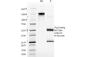 SDS-PAGE Analysis Purified Macrophage Monoclonal Antibody (D11). (Macrophage / Histiocytoma Marker antibody)