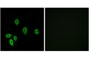 Immunofluorescence analysis of A549 cells, using TRHR Antibody. (TRHR antibody  (AA 195-244))