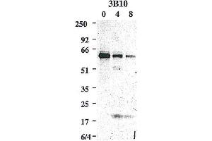 Western blot using anti-Caspase-8 (mouse), mAb (3B10)  detecting the cleaved active p20 subunit of mouse caspase-8 in addition to the caspase-8 precursor, upon an apoptotic stimulus e. (Caspase 8 antibody)