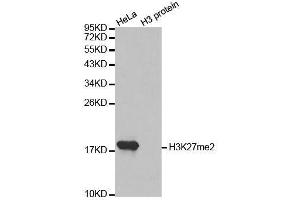 Western blot analysis of extracts of various cell lines, using DiMethyl-Histone H3-K27 antibody. (Histone 3 antibody  (H3K27me))